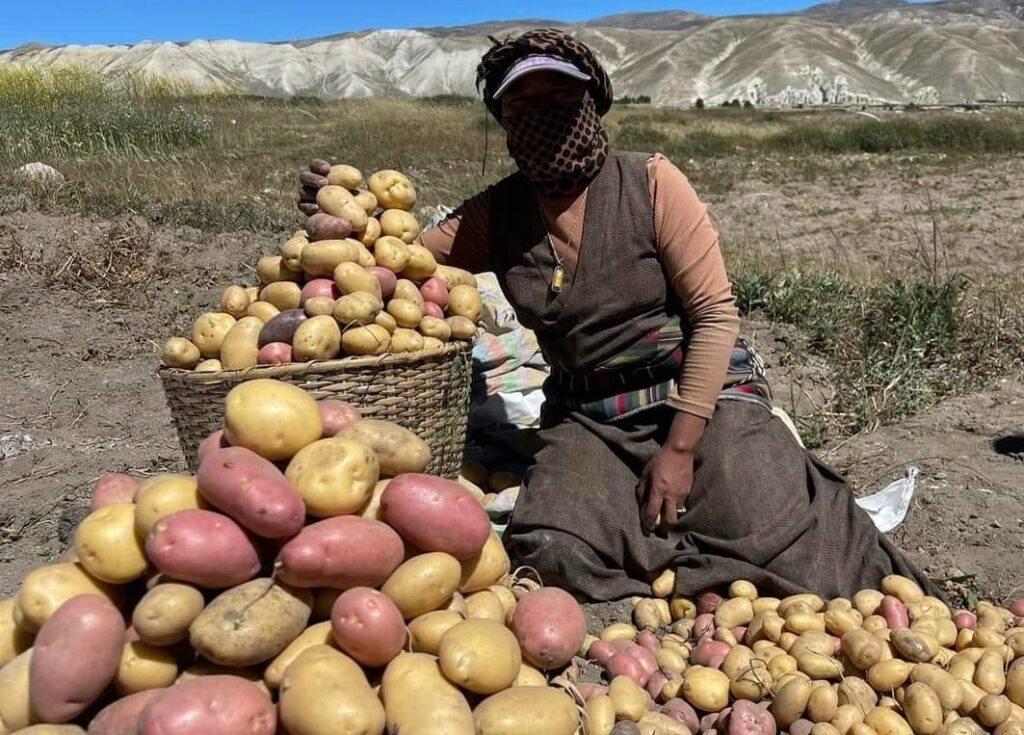 Mustang_potato