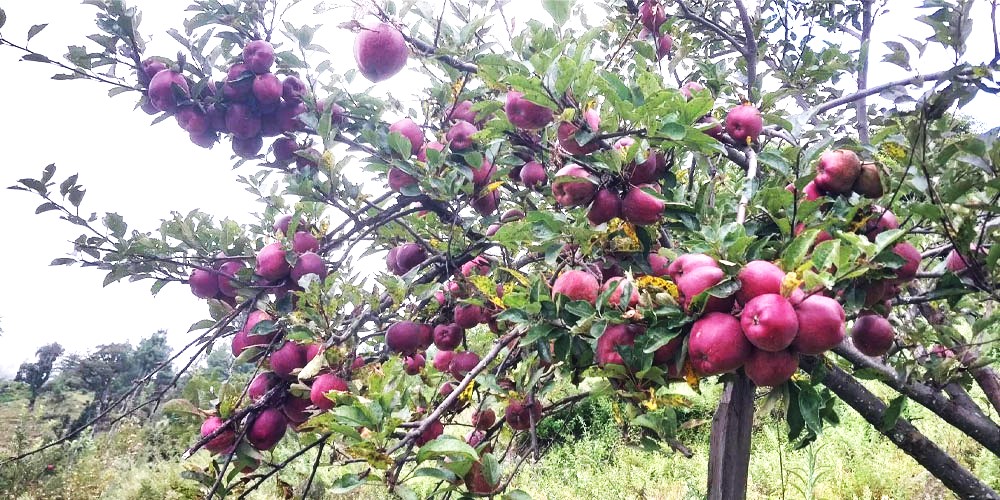 apple-farm